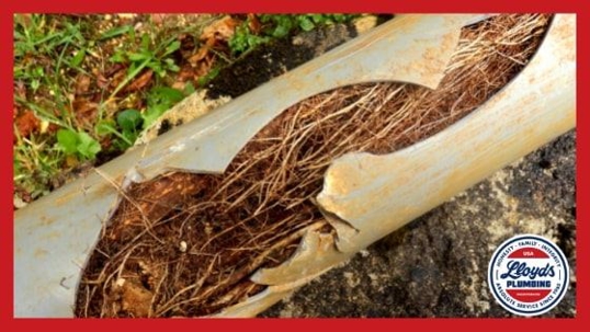 A pipe cracked showing tree branches inside